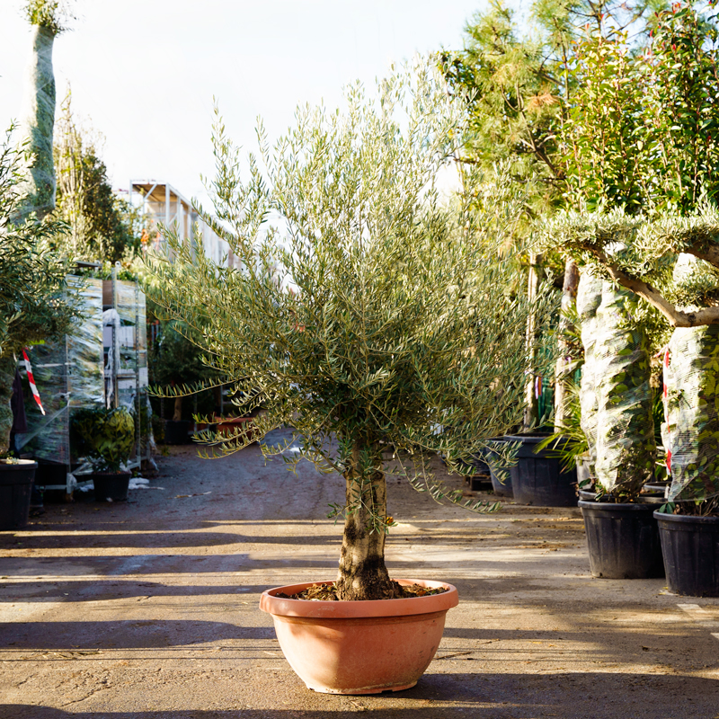 Olivier-specimen (2)