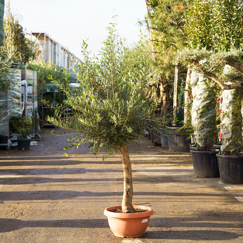 Olivier-specimen (3)