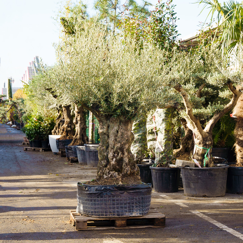 Olivier-specimen (4)